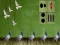 Joc Pigeon Escape 2 en línia