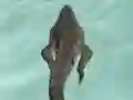 Joc Crocodile Simulator Beach Hunt en línia