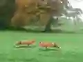 Joc Hunted Fox en línia