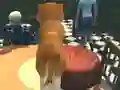 Joc Dog Simulator: Puppy Craft en línia