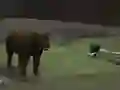 Joc Bear Den en línia