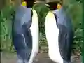 Joc Penguin Puzzle en línia