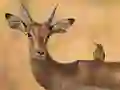 Joc Wild Deer Jigsaw en línia