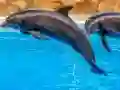 Joc Sea Dolphin Jigsaw en línia