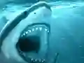 Joc Hungry Shark en línia