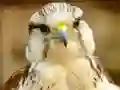 Joc Gyrfalcon Jigsaw en línia