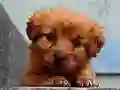 Joc Puppy Puzzle en línia