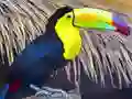 Joc Toucan Bird Jigsaw en línia