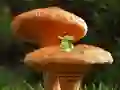 Joc Mushroom Plant Land Escape en línia