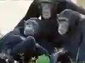 Joc Funny Chimpanzee Jungle Escape en línia