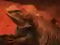Joc Dragon Lizard Jigsaw en línia