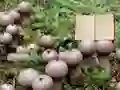 Joc Lycoperdon Mushroom Land Escape en línia