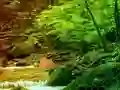 Joc Peaceful Rainbow Forest Escape en línia