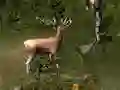 Joc Sniper Hunting Deadly Animal en línia