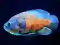 Joc Tiger Fish Jigsaw en línia
