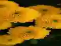 Joc Chrysanthemums Jigsaw en línia