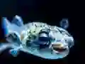 Joc Puffer Fish Jigsaw en línia