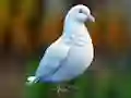 Joc Realistic Pigeon Rescue en línia