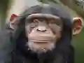 Joc Chimpanzee Jigsaw en línia