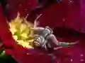 Joc Crab Spider Jigsaw en línia