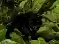 Joc Escape from Black Panther Forest en línia