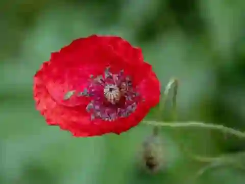 Joc Poppy Nature Flower Jigsaw en línia