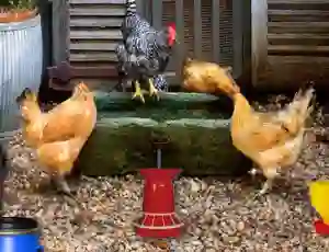 Joc Poultry Farm Easter Escape en línia