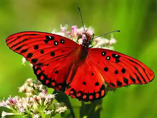 Joc Nature Jigsaw Puzzle Butterfly en línia