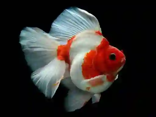 Joc Gold Fish Jigsaw Puzzle en línia