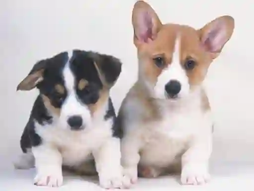 Joc Cute Puppies Puzzle en línia