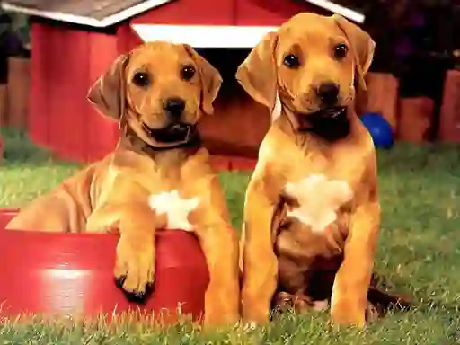 Joc Puppy Pairs Puzzle en línia