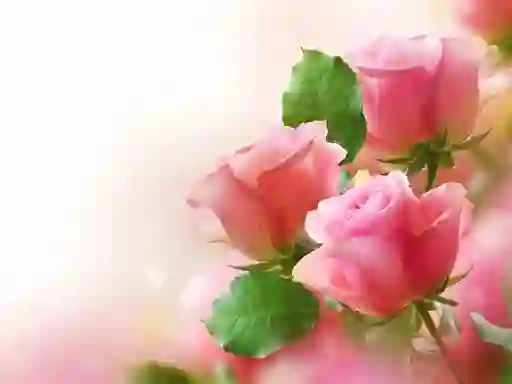 Joc Pink Roses en línia
