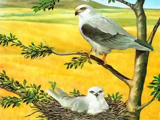 Joc Birds Of Prey Puzzle en línia