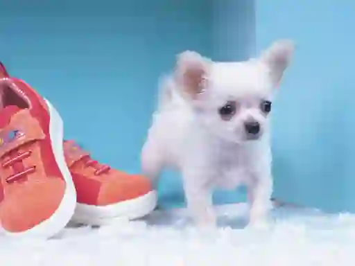 Joc Lovely Puppy Puzzle en línia
