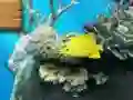 Joc Big fish eats small en línia