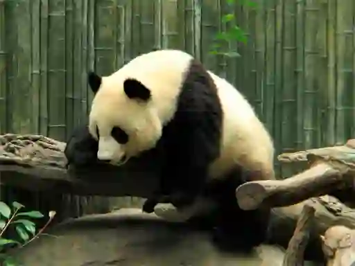 Joc Pandas Puzzle en línia