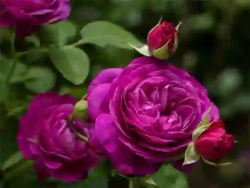 Joc Purple Roses en línia