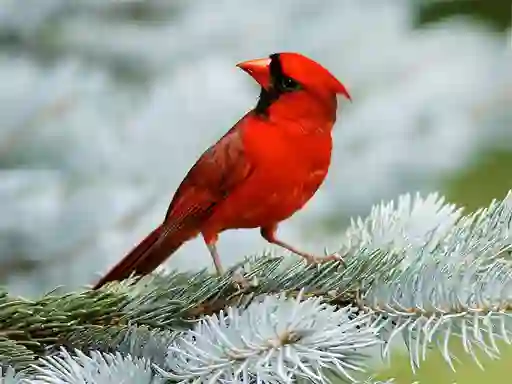 Joc Birds Puzzle en línia