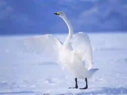 Joc Graceful Swans en línia