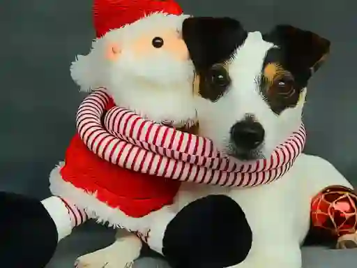 Joc Funny Christmas Dogs en línia