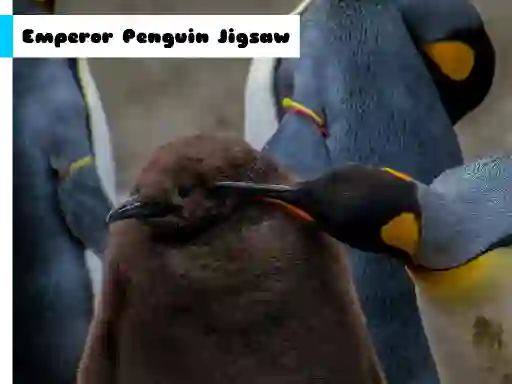 Joc Emperor Penguin Jigsaw en línia