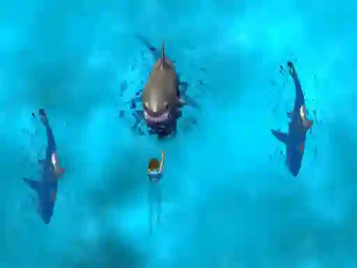Joc Avoid the Sharks en línia