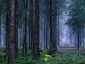 Joc Posta de sol mística al bosc  en línia