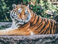 Joc Trencaclosques Jagi  en línia