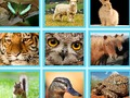 Joc Per exemple, el test de foto en línia