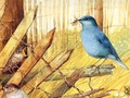 Joc Ocells: trencaclosques d'art  en línia