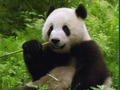 Joc Trencaclosques de Pandas  en línia