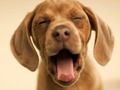 Joc Doggy divertit  en línia