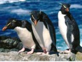 Joc Presentació de pingüins  en línia