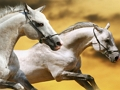Joc Corredisses de cavalls  en línia
